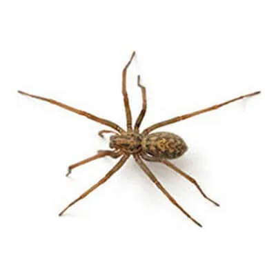 araigné