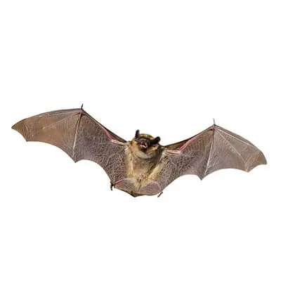 Chauve souris