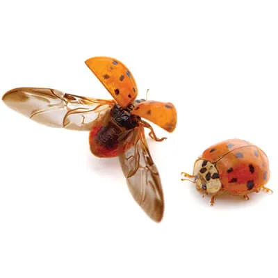 coccinelles