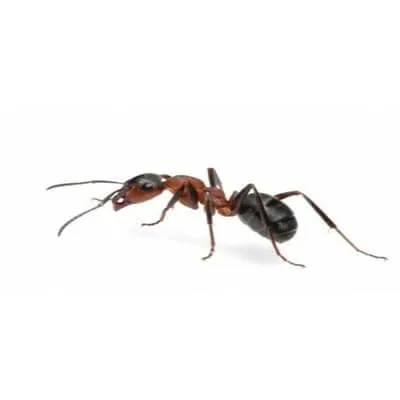 fourmis de pavé