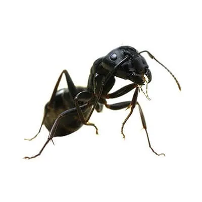 fourmis charpentiere
