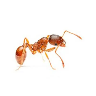 fourmis pharaon