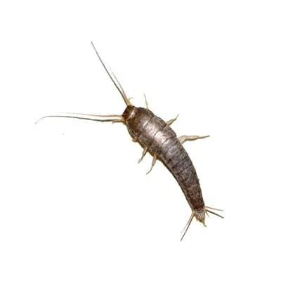 lepisme
