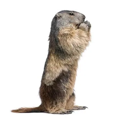 marmotte