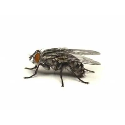 mouche