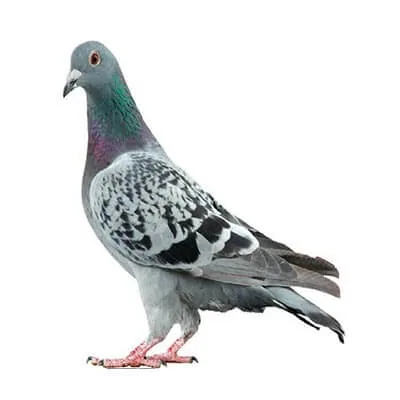pigeon