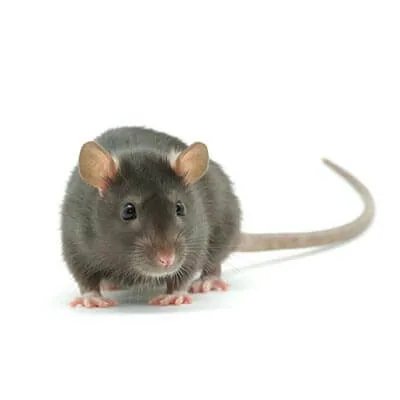 rat