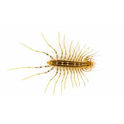scutigere