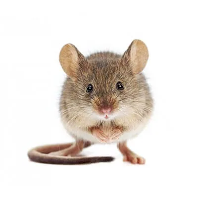 souris