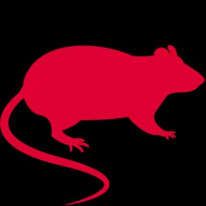 Souris