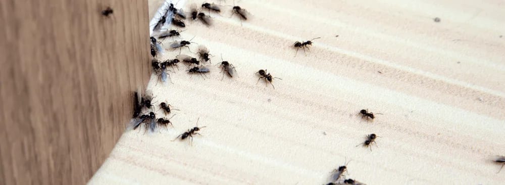 HOW TO GET RID OF ANTS FAST?