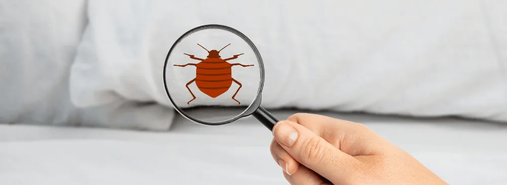 HOW MUCH DOES BED BUGS EXTERMINATION COST IN MONTREAL?