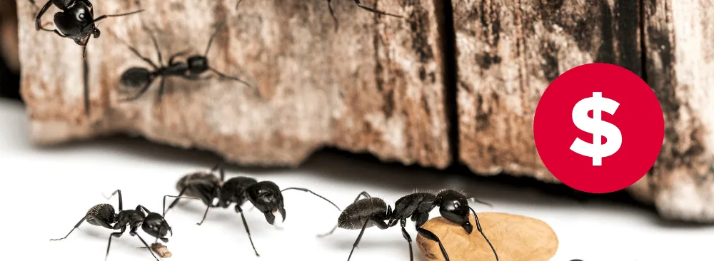 HOW MUCH DOES AN CARPENTER ANTS EXTERMINATOR COST?