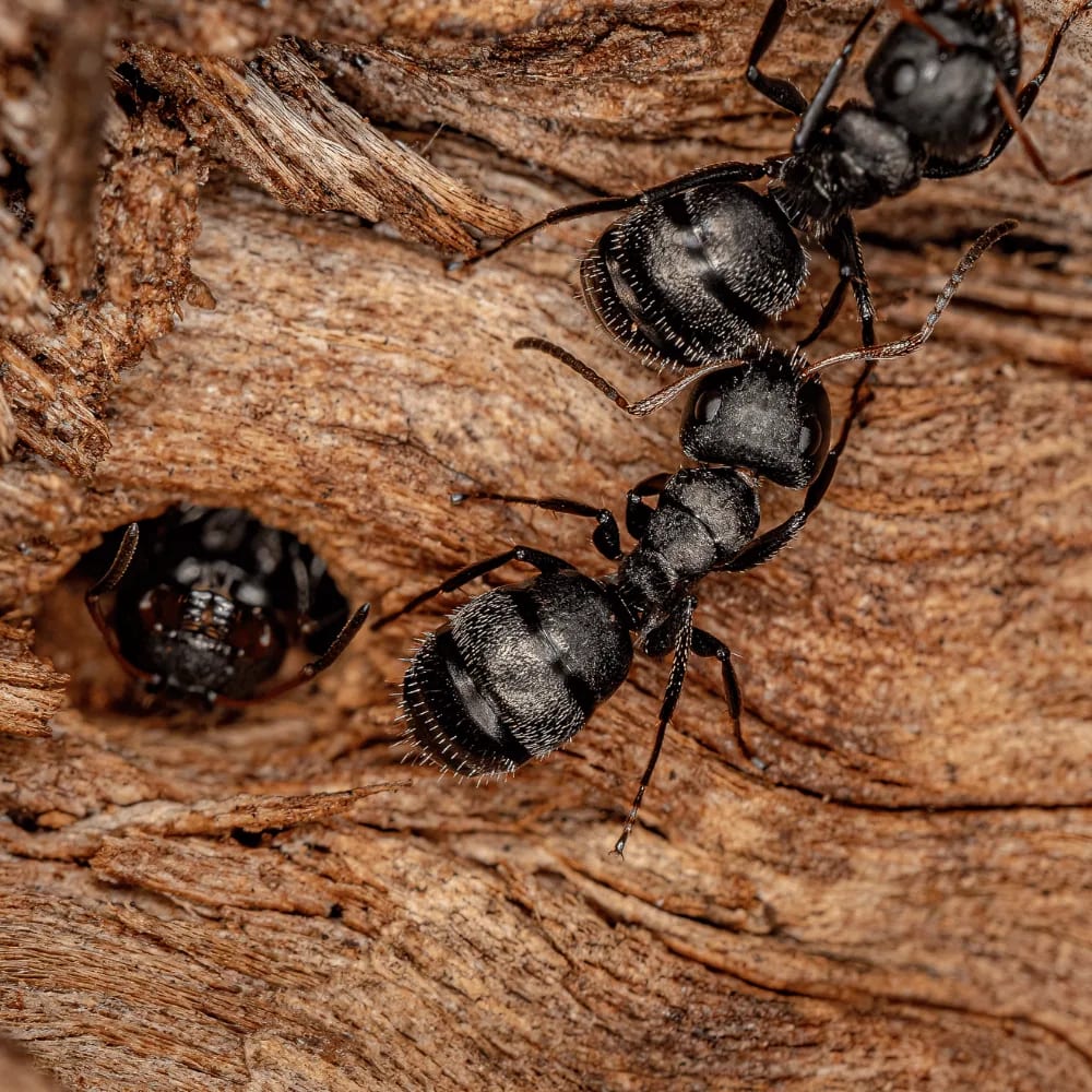 Carpenter ants