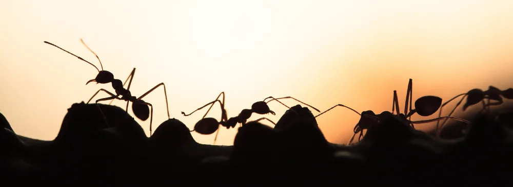 SPECIES OF ANTS IN QUEBEC