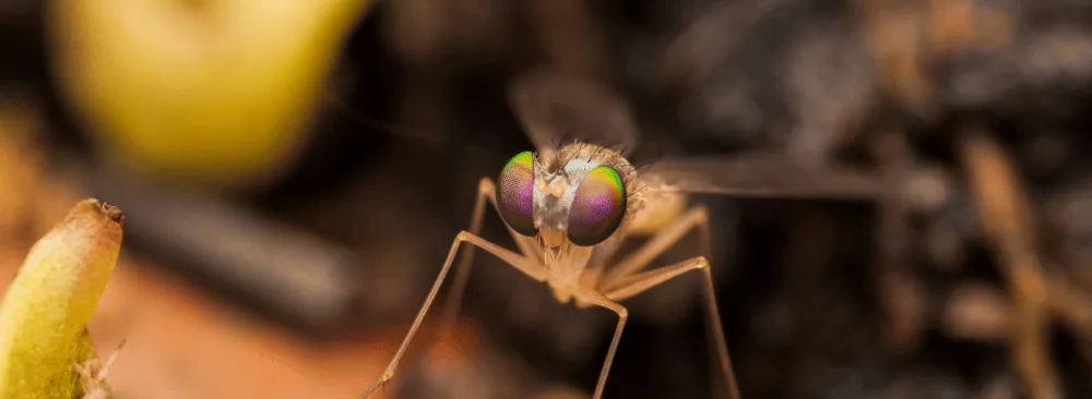 TIPS FOR GETTING RID OF FRUIT FLIES IN YOUR HOME