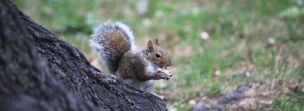 HOW TO KEEP SQUIRRELS AWAY FROM YOUR GARDEN?