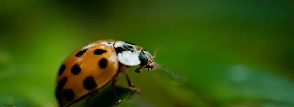 LADY BEETLES INVADING? OUR TIPS FOR GETTING RID OF THEM