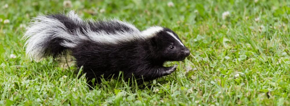 SKUNK UNDER A SHED: STRATEGIES TO REMOVE IT WITHOUT DISRUPTION