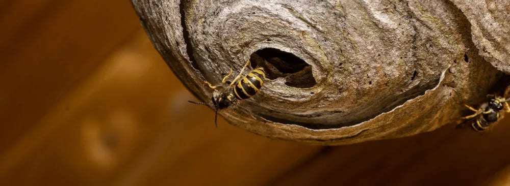 HOW TO GET RID OF A WASP'S NEST SAFELY?