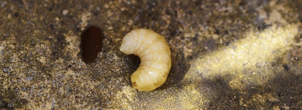 Fly Larvae: How to Get Rid of Them for Good