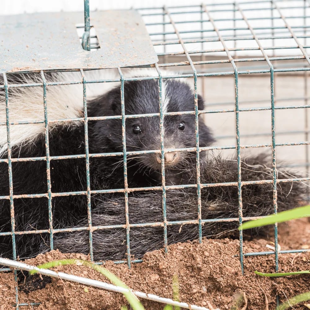Skunk captured in a relocation cage