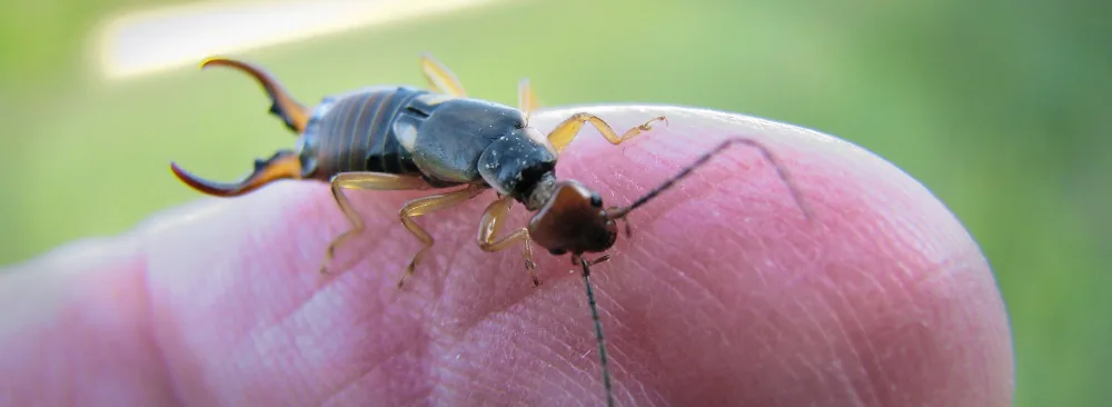 How to Get Rid of Earwigs in Your Home?