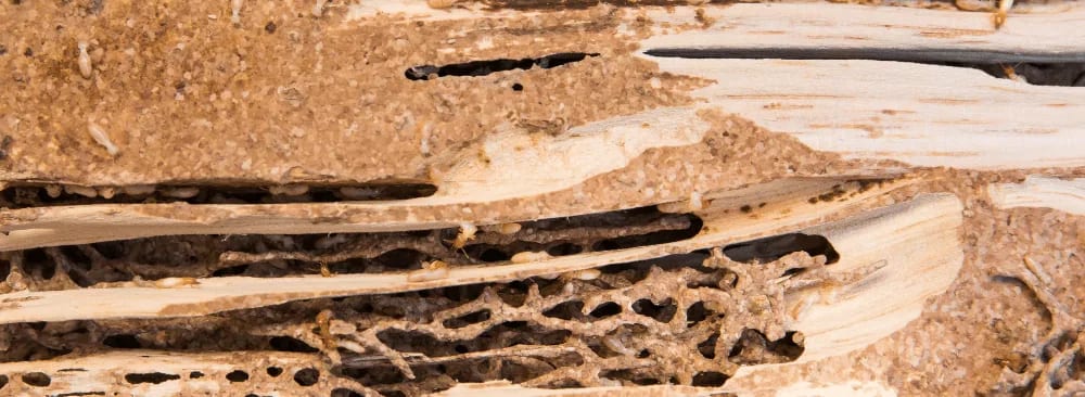 DESTRUCTION OF ANT NESTS: GOOD PRACTICES