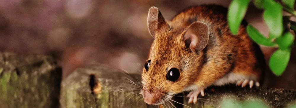 HOW TO GET MICE OUT OF YOUR ATTIC AND SECURE YOUR HOME?