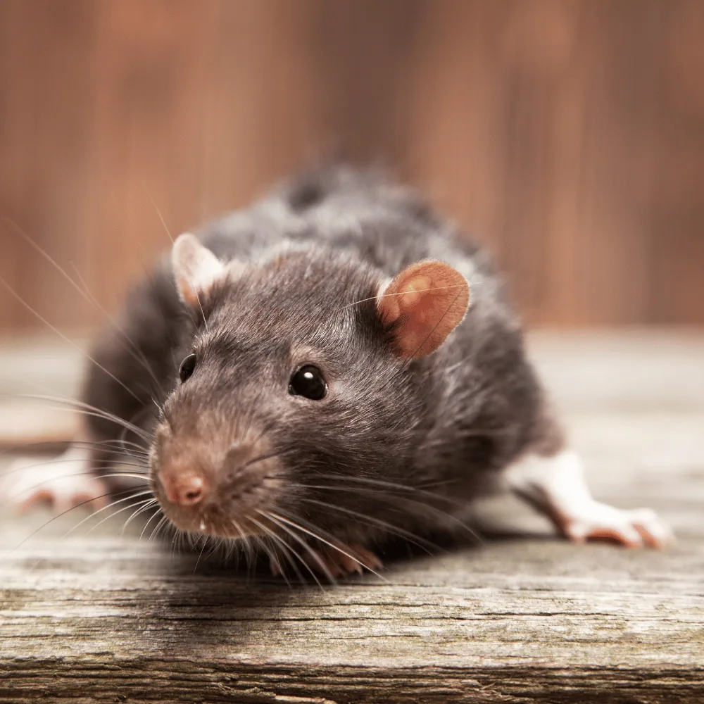 Close-up of a brown rat