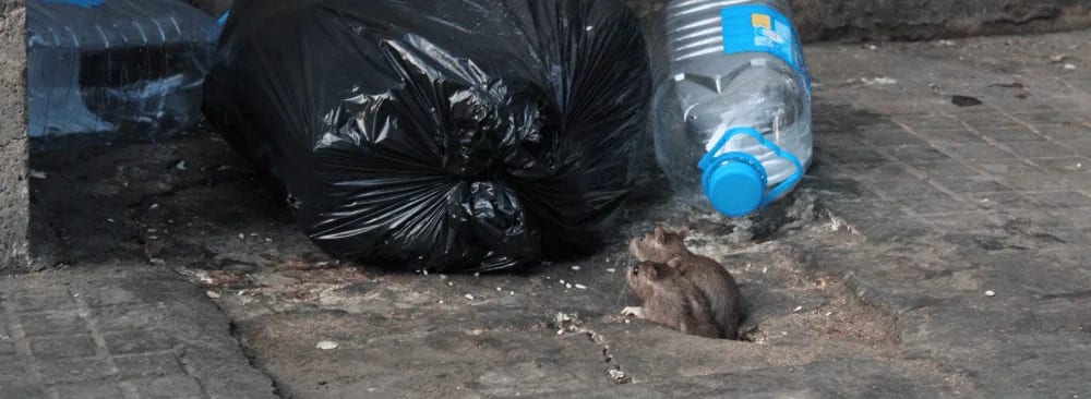 HOW TO CHOOSE AN EXTERMINATOR FOR A RAT INFESTATION?