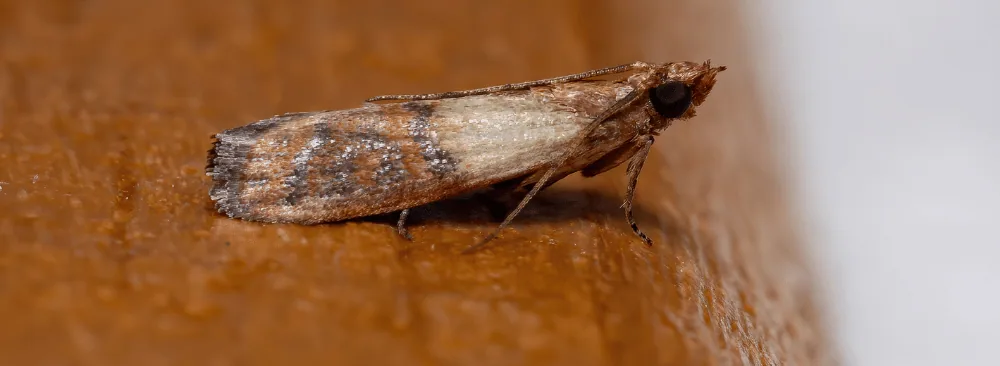 HOW TO GET RID OF INDIAN MEAL MOTHS INFESTATION?
