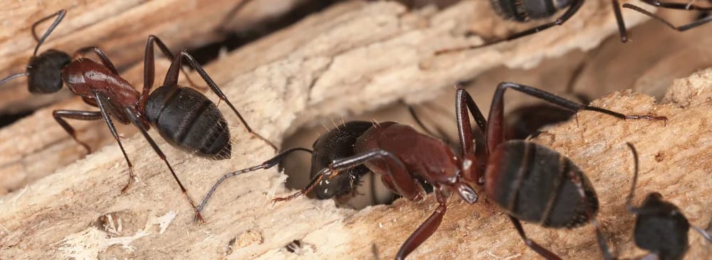 5 TIPS FOR ERADICATING A CARPENTER ANT INFESTATION