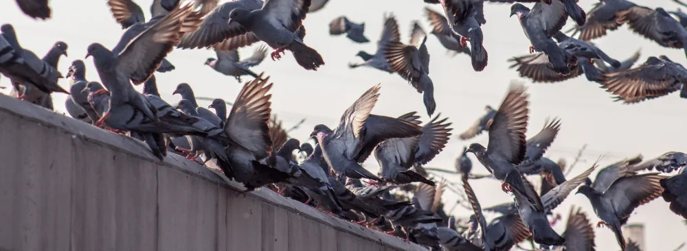 STRATEGIES FOR PIGEON MANAGEMENT IN URBAN AREAS