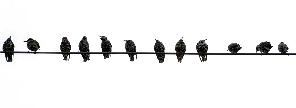 PROFESSIONAL AND RESPECTFUL CONTROL METHODS FOR STARLINGS