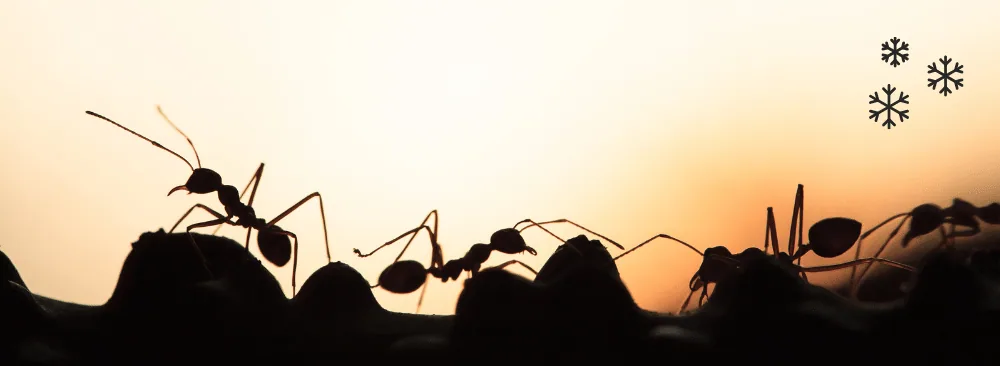 WINTER BEHAVIOR OF CARPENTER ANTS