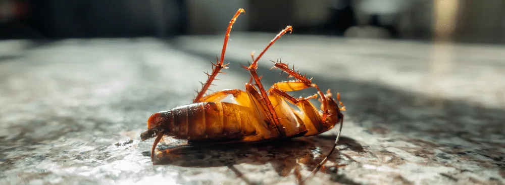 TIPS FOR PREVENTING AND TREATMENT OF COCKROACH INFESTATIONS