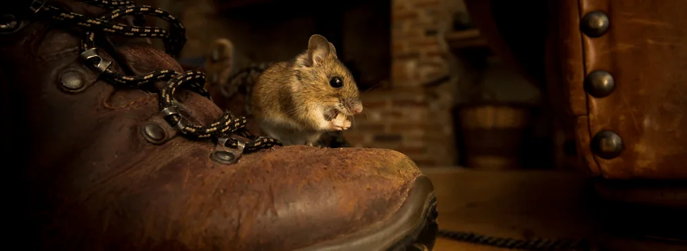 TIPS FOR SAYING GOODBYE TO VOLES IN YOUR HOME