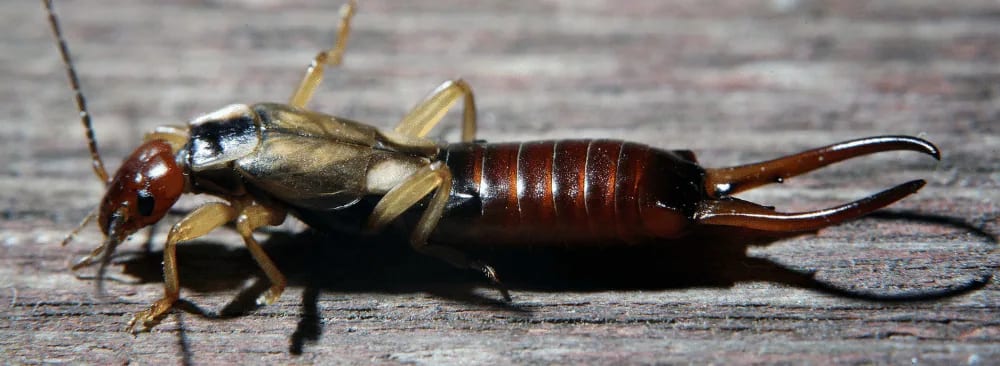EVERYTHING TO KNOW ABOUT EARWIGS
