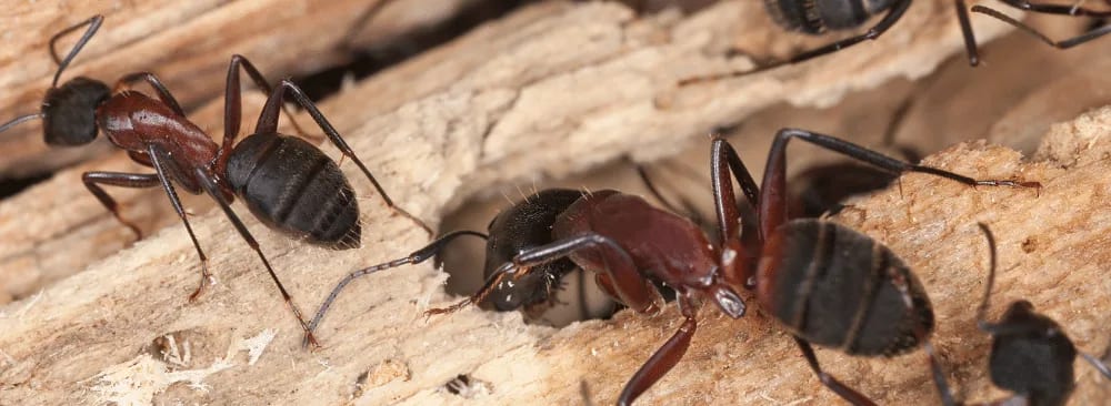 IDENTIFICATION AND ROLES OF CARPENTER ANTS