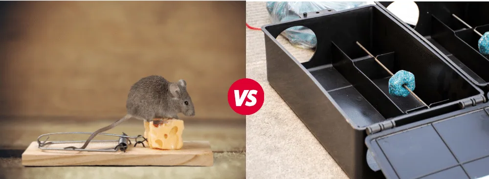 MOUSE TRAP OR RODENTICIDES, WHICH CHOOSE?