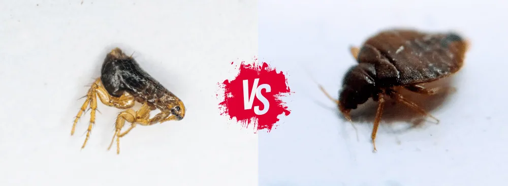 HOW TO DIFFERENTIATE FLEAS FROM BEDBUGS?