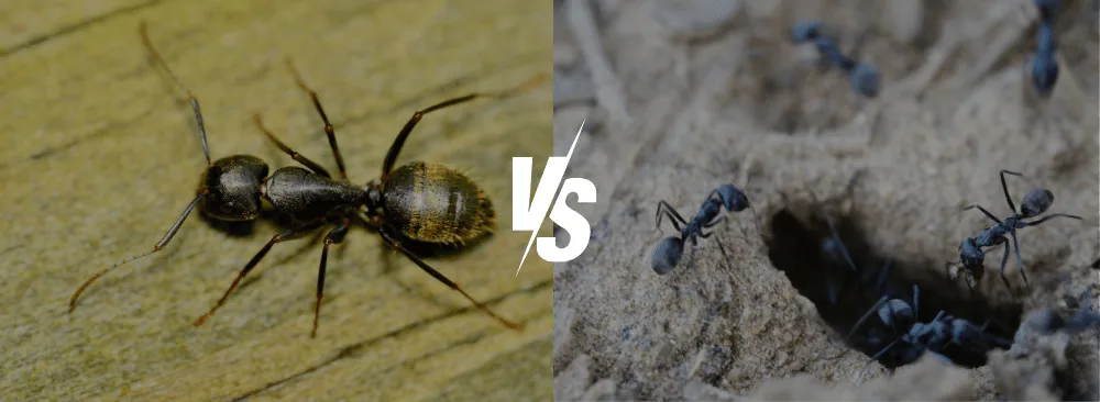 CARPENTER ANTS OR BLACK ANTS?