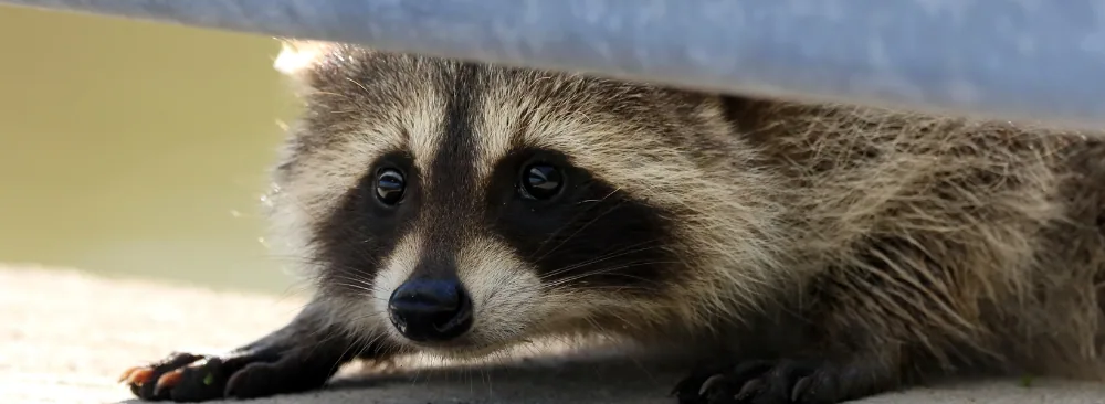 KEEP RACCOONS AWAY AND PREVENT RISKS TO YOUR FAMILY AND PETS