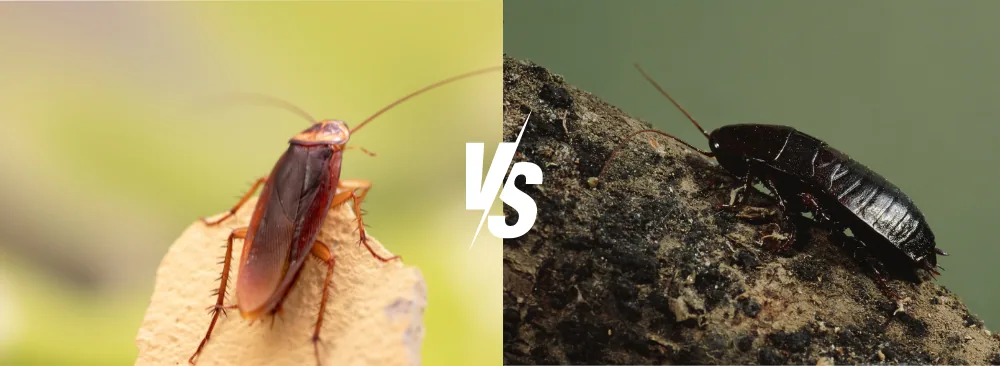 ARE COCKROACHES BROWN OR BLACK, LEARN TO IDENTIFY THEM!