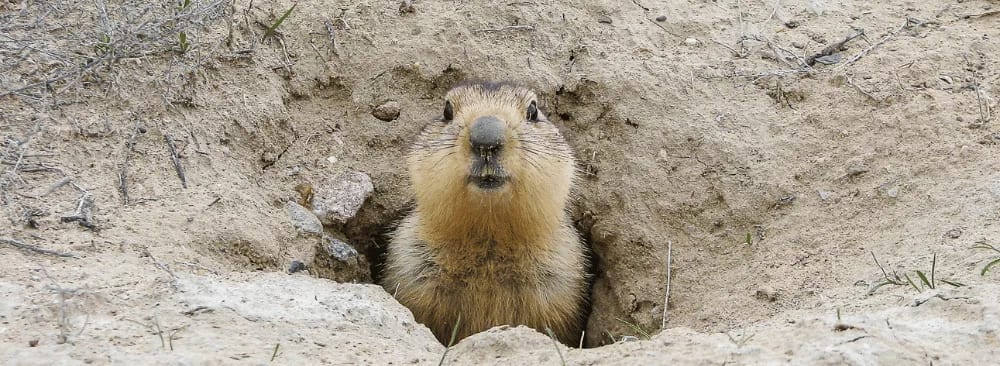 HOW TO GET RID OF A MARMOT IN YOUR GARDEN?