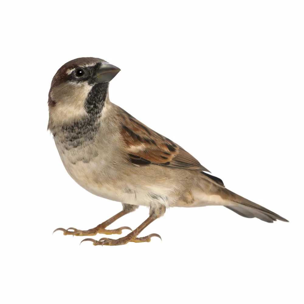 Sparrow