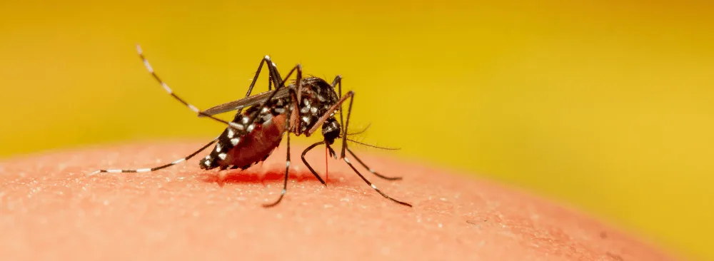 AVOID MOSQUITO BITES WITH PROPER PREVENTION!