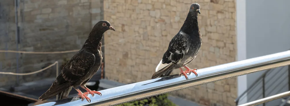 GRANDMOTHER'S RECIPE TO SCARE AWAY PIGEONS NO LONGER WORKS?