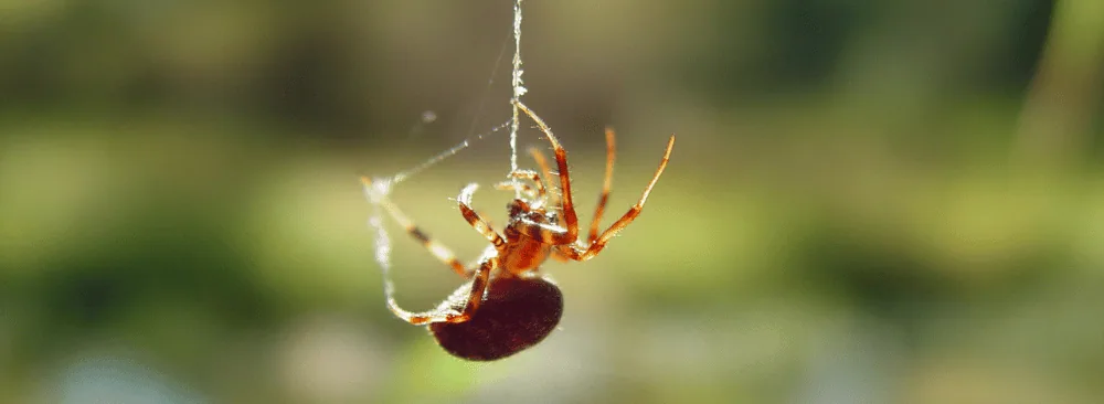 Spider spinning its web